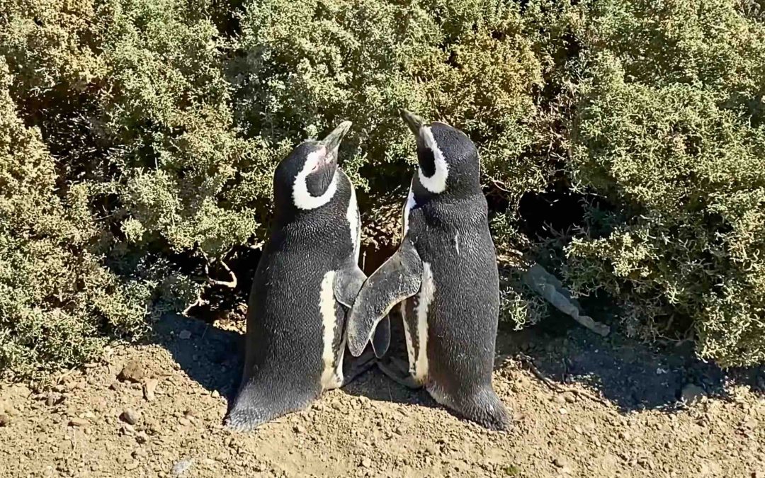 Península Valdés: los pingüinos de la pedrera