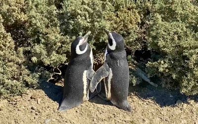 Península Valdés: los pingüinos de la pedrera